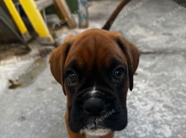 Champion breed boxer puppies