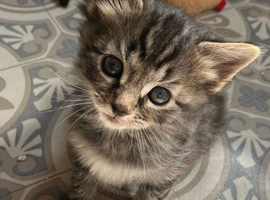 Kittens for Sale