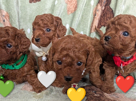 Adorable Asian red toy poodles