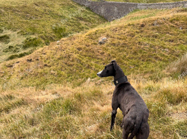 Full working Lurcher