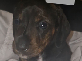Miniature dachshund pups