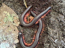 Giant rainbow leg titan & bumblebee millipedes