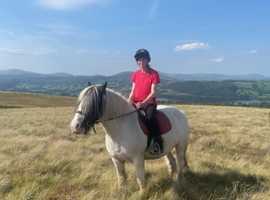 Wanted: equine livery/grazing in Beamish, Pelton, Lanchester area