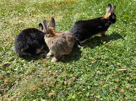 Three cute baby bunnies needing a forever home