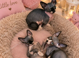 Ready Sphynx Kittens Looking for Their Forever