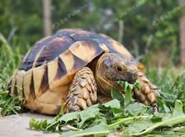 Male 7 year old marginated tortoise