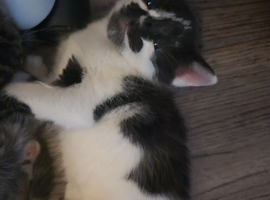 Kitten need a lovely home asap