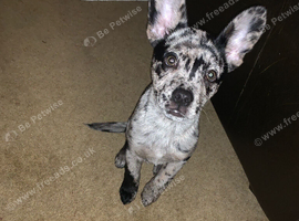 German Shepherd mixed