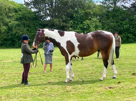 Stunning coloured tb gelding