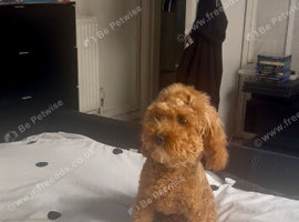 TOY POODLE BOY PUPPY 8mth