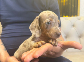 Miniature dachshund