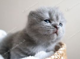 Beautiful little girl Gccf reg