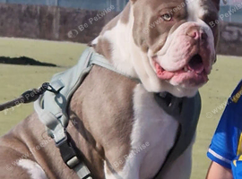 Old tyme bulldog