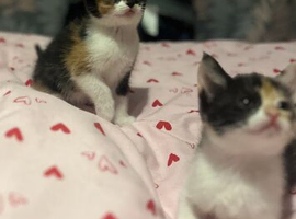 Beautiful kittens available ready now