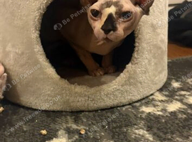 2 year old sphynx female