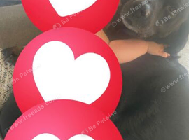 Black Labrador