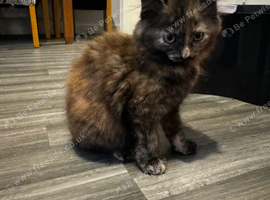Male kitten