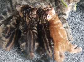 Bengal cross kittens for sale 2 boys 1 girl