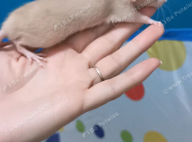 Dwarf rats