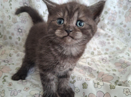 Stunning Black smoked tabby British Shorthair