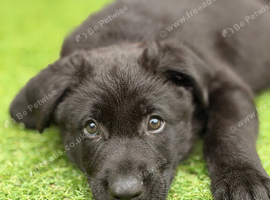 13 week male German shepherd