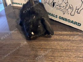 Baby bunny's &pound;30 each