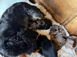 Beautiful litter of docker puppies Merle dapple