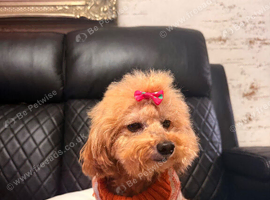 Pedigree toy poodle Molly