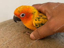 Super tame sun conure baby