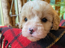 Branston + Pickles. Top Quality Cavapoo Babies. Looking for Mummy and Daddy..