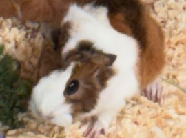 Beautiful boar guinea pig for sale