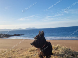 A female Scottish terrier who is prepared to use AI for a non kennel club registered dog
