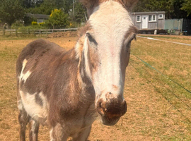 incredibly sweet natured jenny