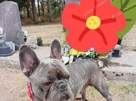 Stud for Hire - Meet Reggie!