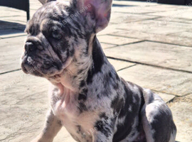 Last adorable girl ready for loving home