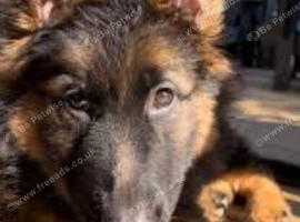GSD pups (adoption not sale,)