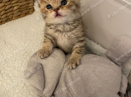 TICA reg Black Golden kittens