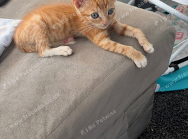 Ginger Tabby Male