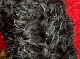 1 Beautiful Black Curly Little Boy Cockapoo Puppy