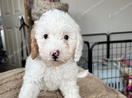 3 Stunning Cavapoo pups Ready Now