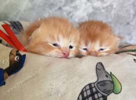 Scottish fold litter has arrived!!!