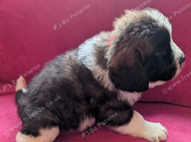 ST BERNARD PUPPIES