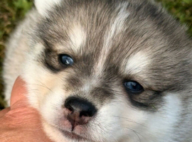 ADOREABLE POMSKY PUPPIES