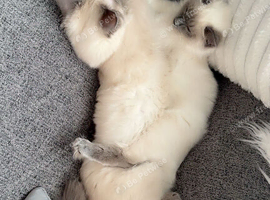 Ragdoll cat