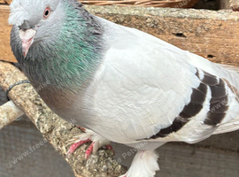 Fancy pigeon