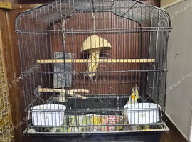 COCKATIEL WITH CAGE PLEASE READ