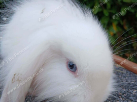 Baby Bunnies for sale