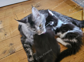 Gorgeous GCCF Registered Maine Coon Boys