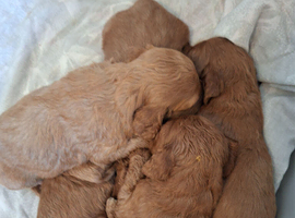 F1 cockapoo puppies