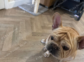 2 year old male dog